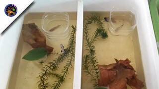 ปล่อยปลากัดมา2ทีลงเพาะในกล่องโฟม