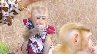 OMG...Baby Monkey Zono Always Steal Princes Maya Food While She's Eating
