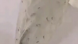 吹出来的都是蚊子的体香