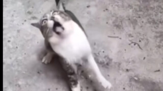 يُشتبه في أن هاجيمي تلقى إشارة من كوكب هاجي