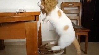 我的武功是和祖“狮”爷学的