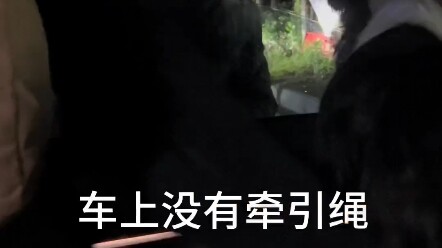 #ทุกชีวิตคู่ควรได้รับการดูแล #เก็บหมาได้ เรื่องราวทั้งหมดของการเก็บลูกสุนัขเบอร์นีสแมวน้ำมาดูแล ไม่เ