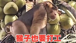 أخيرًا تعرض قرد العمل للقمع من قبل البشر!