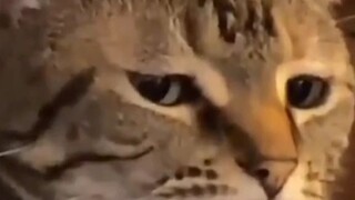 the cat's a using humanity as a tool