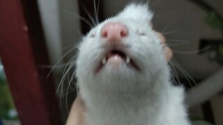 I've cried more for a mink than for all the relationships I've had.
