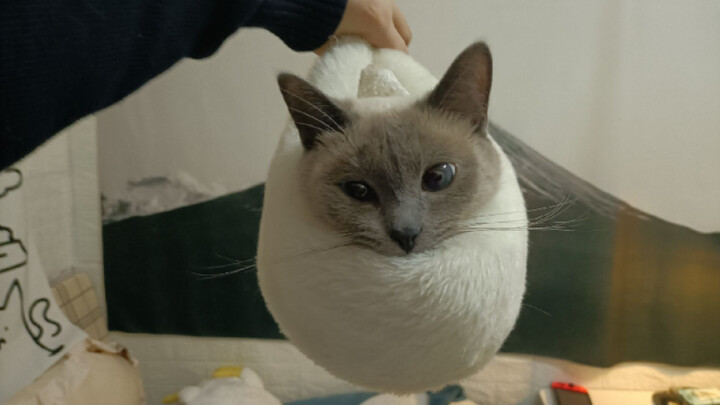 A new way to set up a cat bed?! The cats love it!