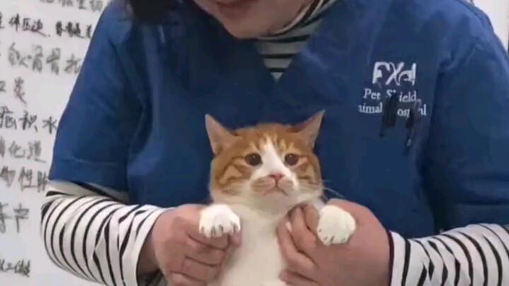 Kucing kecil membuat malu