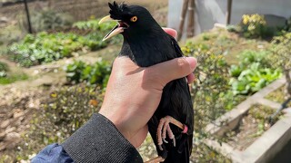 路边救下一只鸟，它居然开口喊救命