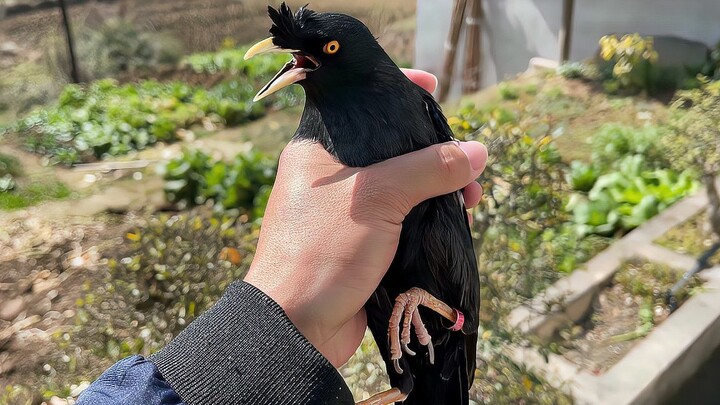 路边救下一只鸟，它居然开口喊救命