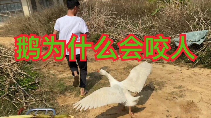 ตอนแรกว่าจะถ่ายห่าน แต่กลับโดนห่านไล่กัดแทน!