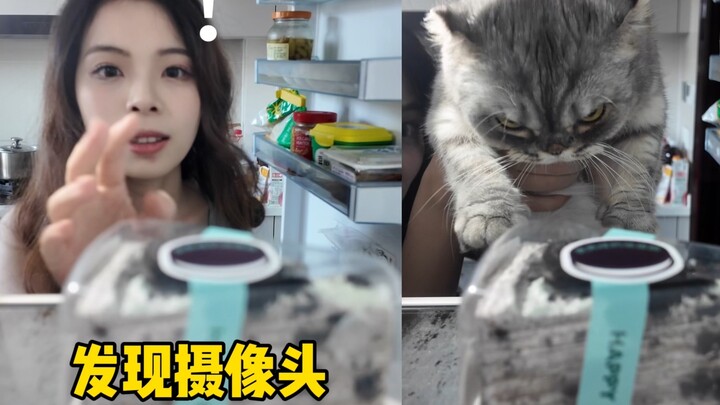 This cake thief is really a smart cookie!