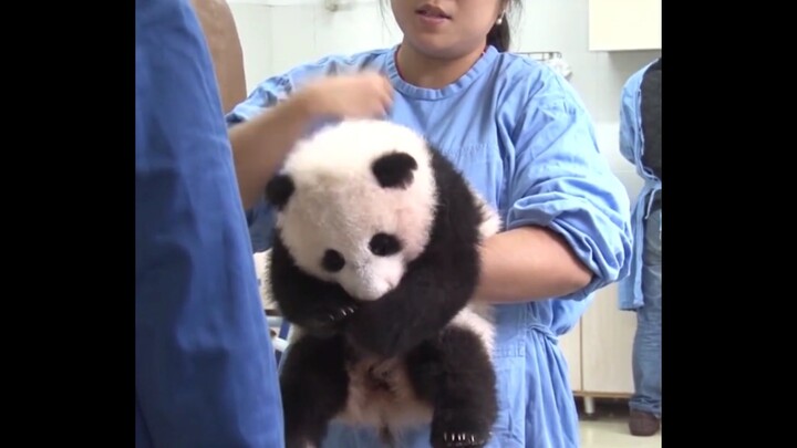 Tui là quốc bảo!