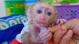 Most Adorable Baby Monkey!! Wow, tiny Luca is so cute when Mom training to play with a pacifier