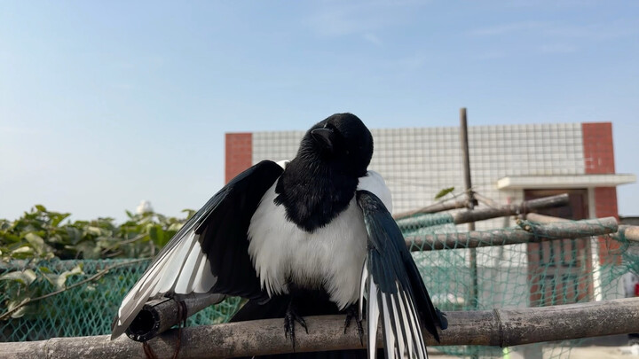 Sunbathing made me go stupid.