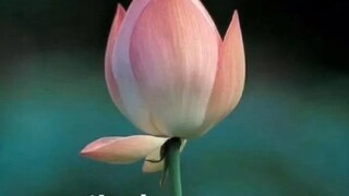 Meluruskan! Meluruskan!