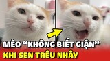 Anh mèo Lan KHÔNG HỀ BIẾT GIẬN khi bị Sen trêu nhây 😂 | Yêu Lu