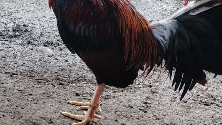 pureboston roundhead, 1x winner acquired from sir rain marques of andraste gf lipa batangas