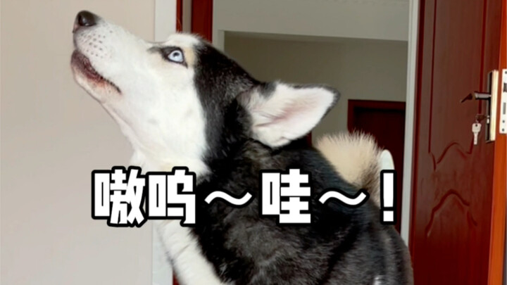 Mau memelihara Husky? Anjingnya penurut dan tidak merusak rumah