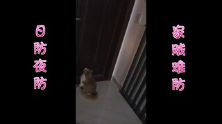 Did the cat open the door for the thief? Came home to find the door wide open for two days in a row!