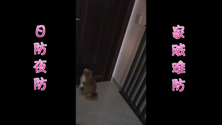 Did the cat open the door for the thief? Came home to find the door wide open for two days in a row!