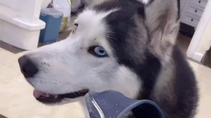 Challenge: Make the dog angry in one second