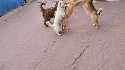 You’ll never truly understand the dogs’ stories, their joys and sorrows, or the unspoken codes of th