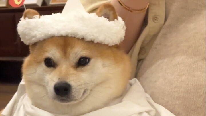 Selama kehamilan, aku terus-menerus bersama anjing kecilku…