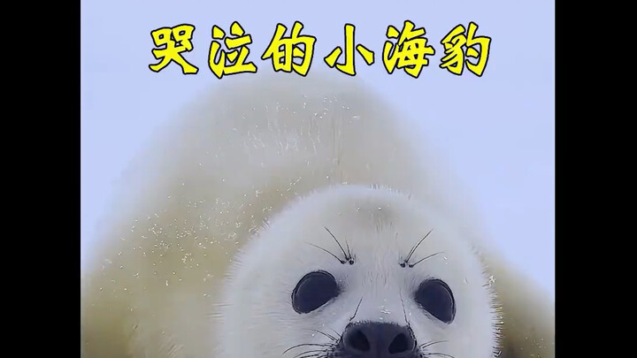 Anak anjing laut tak sengaja terpisah dari ibunya dan panik mulai mencari ke mana-mana—lihat sampai 