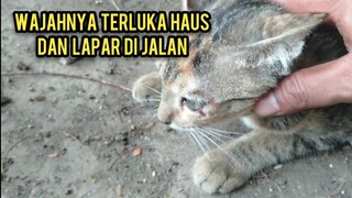 Kucing Wajah Terluka Kelaparan dan kehausan Minta Makan pas di kasih langsung Meluk Subhanallah..!