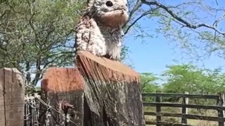 The forest owl, a master of camouflage in the natural world, looks pretty adorable when it's "posing