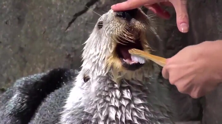 海獭到底有多可爱