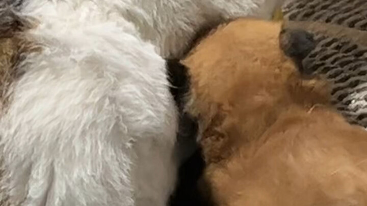 I wanted to practice having the puppy drink milk without a bottle, but then...