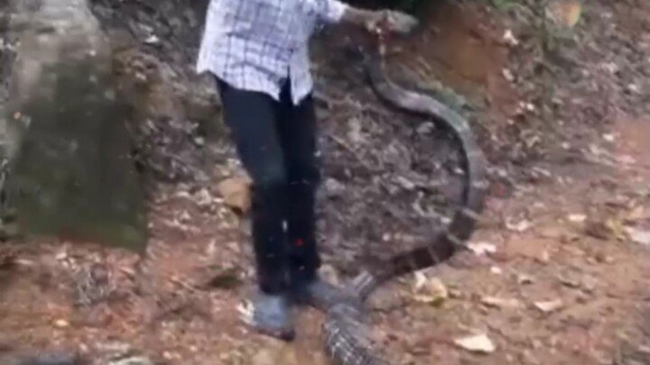 Kumpulan video A San menangkap ular, sangat berani sekali, kan?