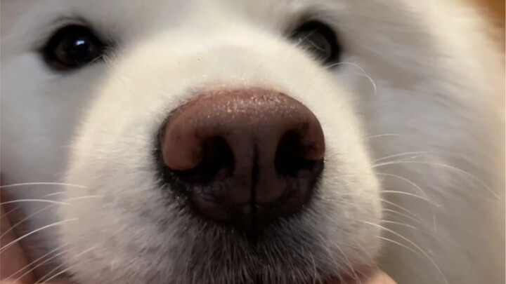 Đầu chó đã sẵn sàng, mau đến rừa nào!