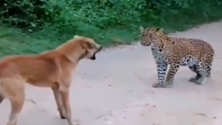 Macan tiba-tiba muncul! Anjingnya ketakutan sampai ngomong sembarangan, aksinya kocak dan lucu