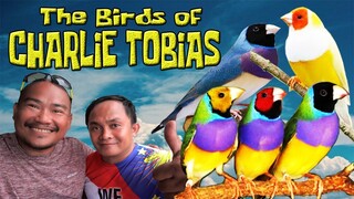 The Birds of CHARLIE TOBIAS