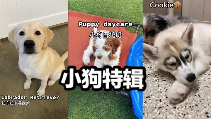 Spesial Anak Anjing di Tempat Penitipan Anjing