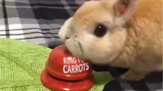 Rabbit: Ding ding ding... ding ding ding ding ding ding ding ding ding ding ding ding ding ding ding