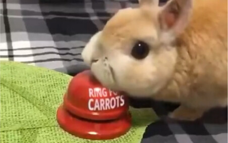Rabbit: Ding ding ding... ding ding ding ding ding ding ding ding ding ding ding ding ding ding ding