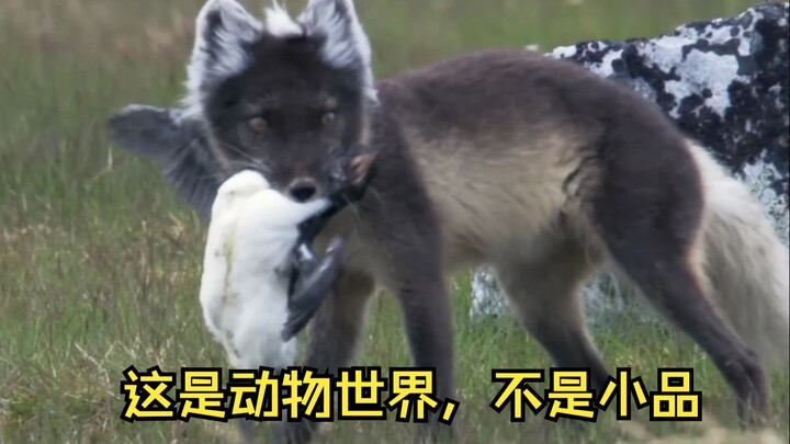 สนามบินทดสอบของนกทะเลปากหนา