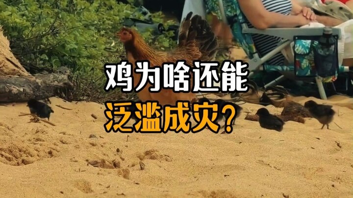 Why are chickens still running rampant?