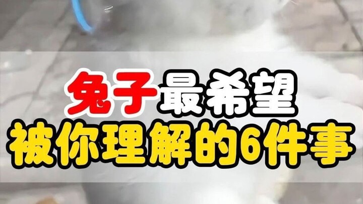 兔子最希望被你理解的6件事，泪目