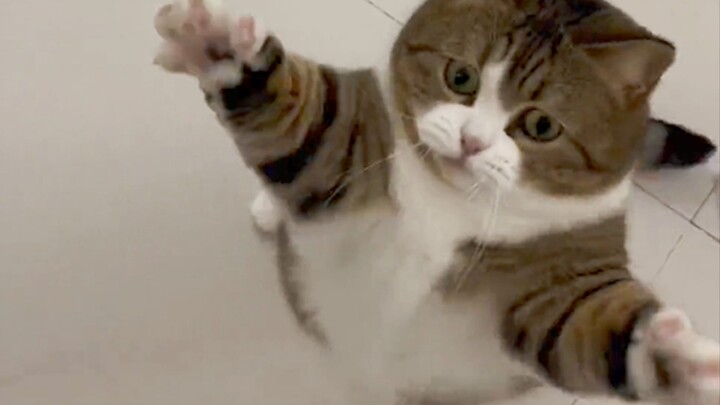 Cats are already pretty silly—why do you have to tease them?