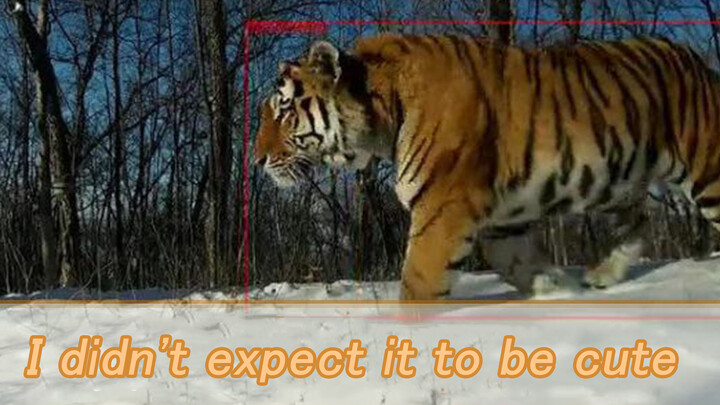 Binatang|Harimau Siberia Liar yang Menggemaskan