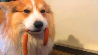 สัตว์ตลกๆ - แมวตลก / สุนัข - วิดีโอสัตว์ตลก 95