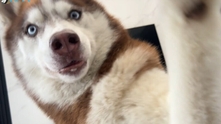 Siberian Husky: Ngapain nge-vlog sih? Air liur gua udah hampir habis!