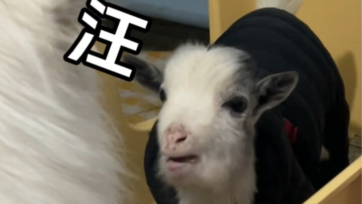 Pernahkah kamu melihat domba yang begitu aneh dan lucu? Ternyata dia sudah bisa menggonggong!! (Suda