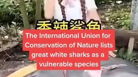 panay kain kasi #food #great white shark #ccto