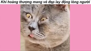 Đỉnh cao của vẻ đẹp tuyệt trần #funny #haihuoc