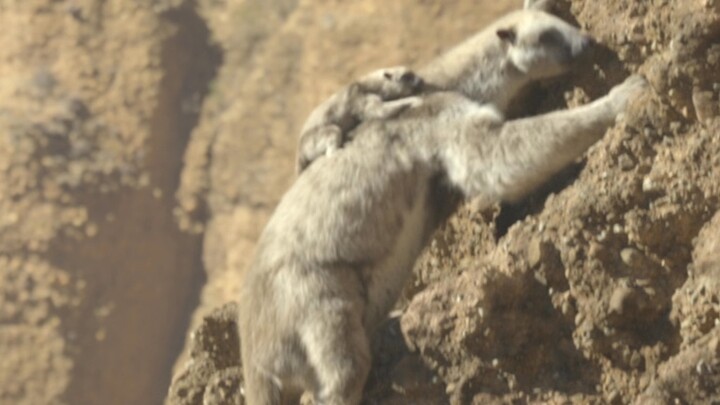 Sloth: Love your mom, see you tomorrow.